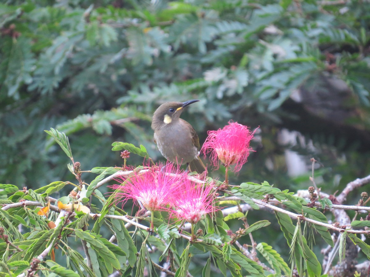 Yellow-spotted Honeyeater - ML622927159