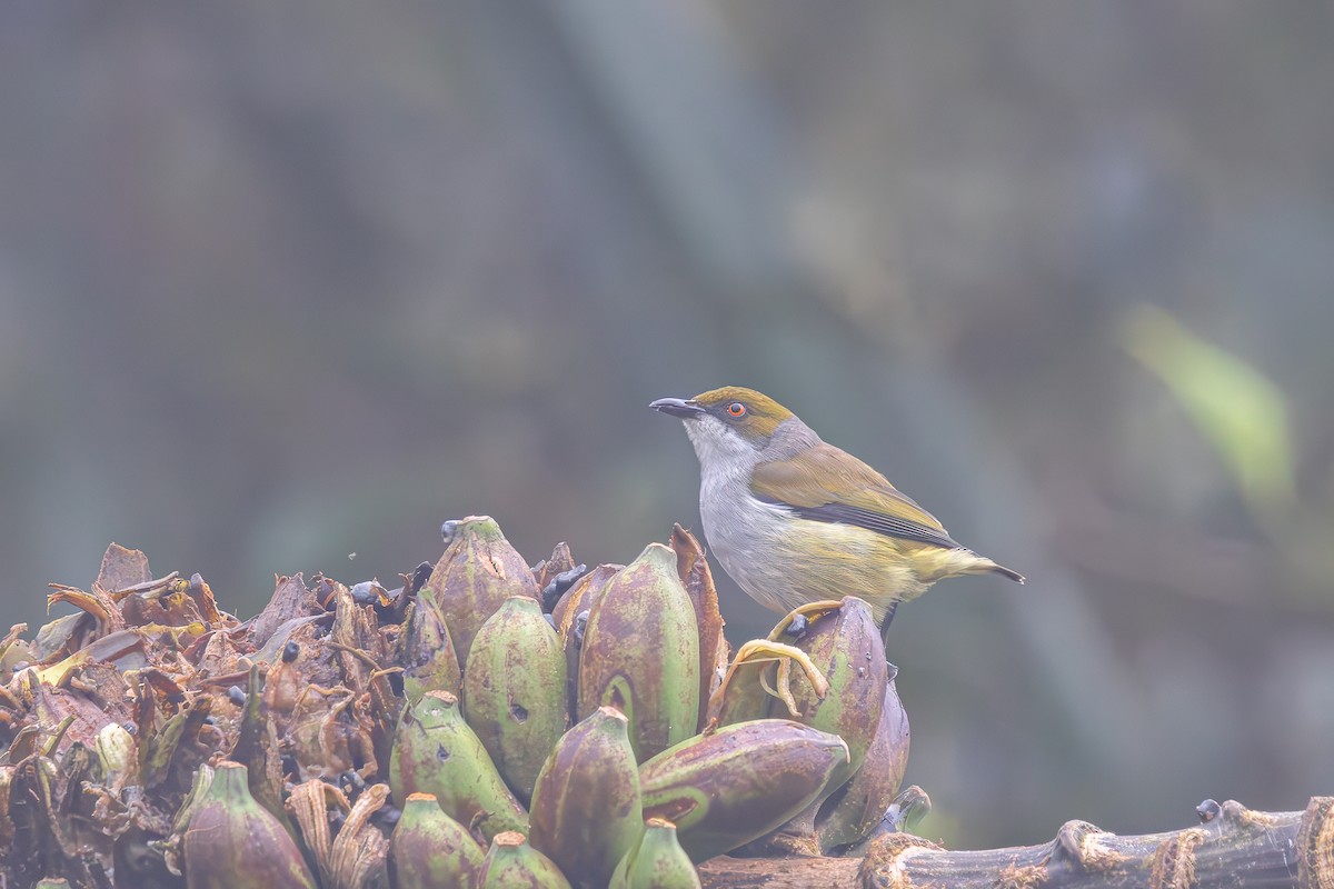 Olive-capped Flowerpecker - ML622927185