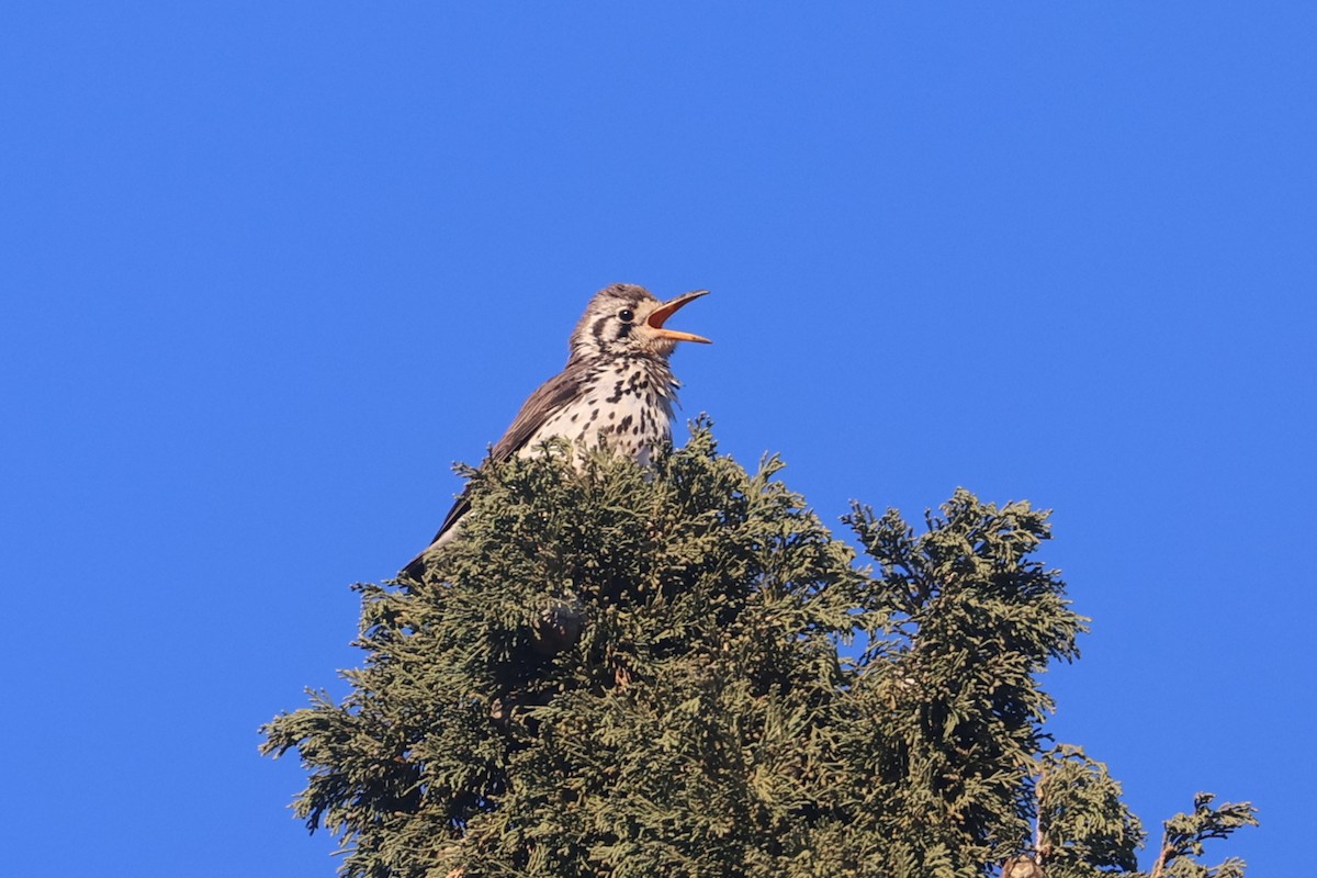 Groundscraper Thrush - ML622927212