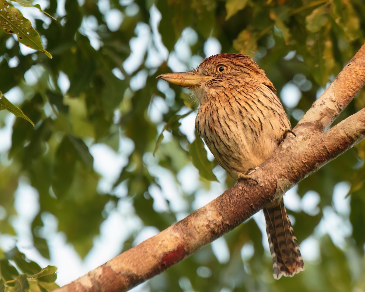 Eastern Striolated-Puffbird - ML622927218