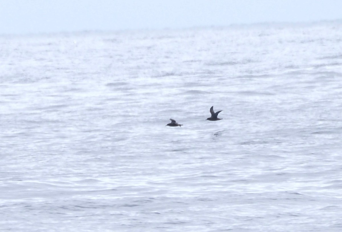 Sooty Shearwater - ML622927222