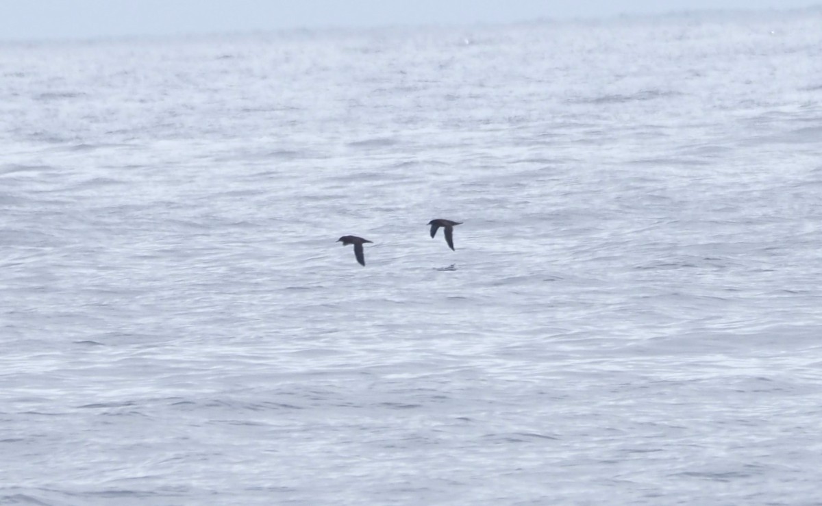 Sooty Shearwater - ML622927223