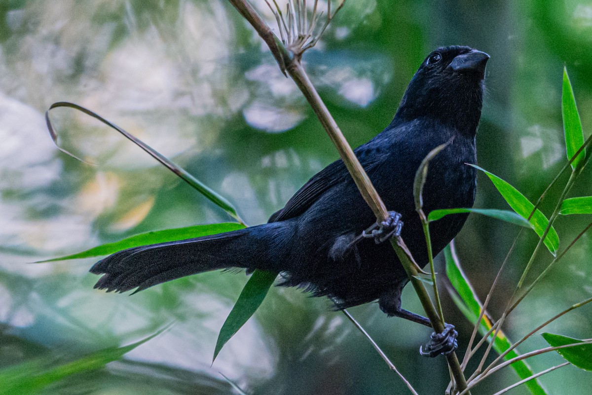 Blackish-blue Seedeater - Kurt Gaskill