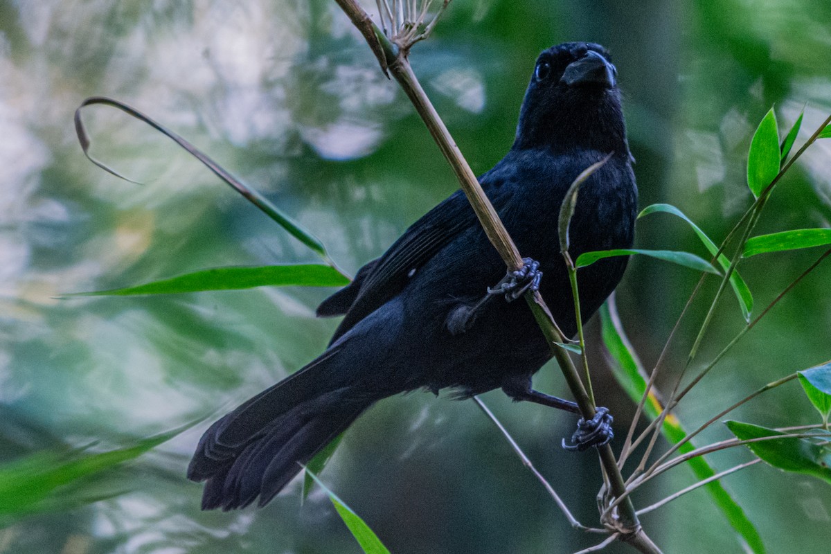 Blackish-blue Seedeater - ML622927273