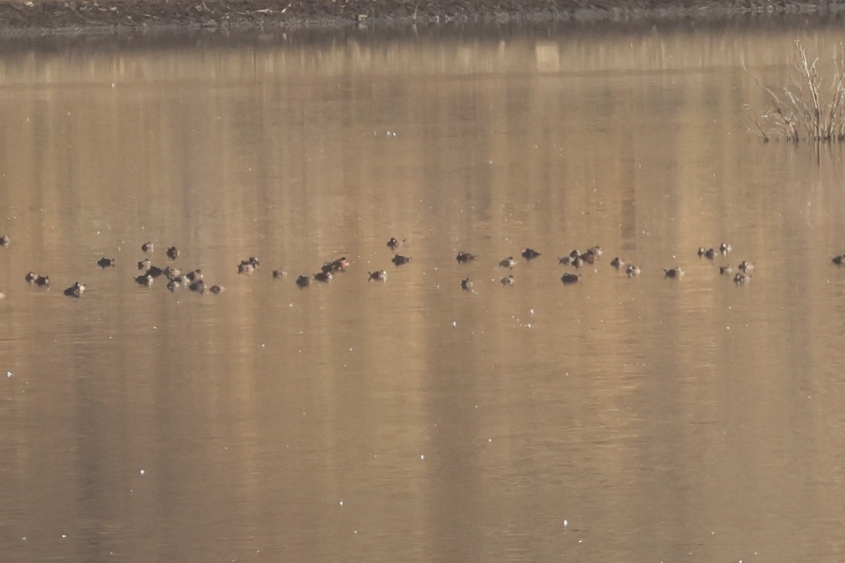 Maccoa Duck - Charley Hesse TROPICAL BIRDING