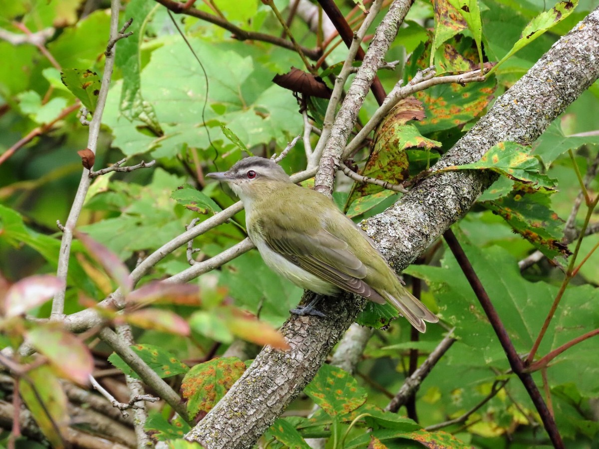 Vireo Ojirrojo - ML622927364