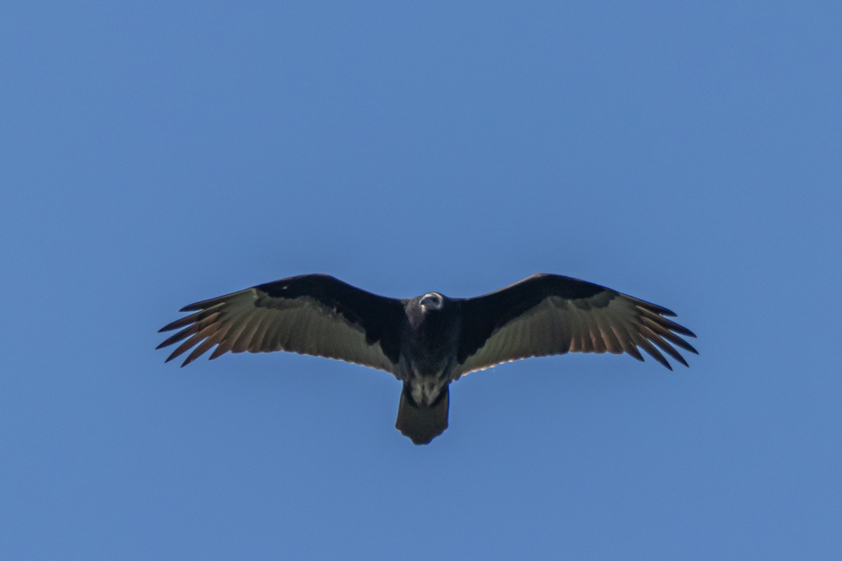Turkey Vulture - ML622927383