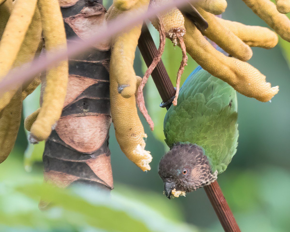 Santarem Parakeet (Madeira) - ML622927386