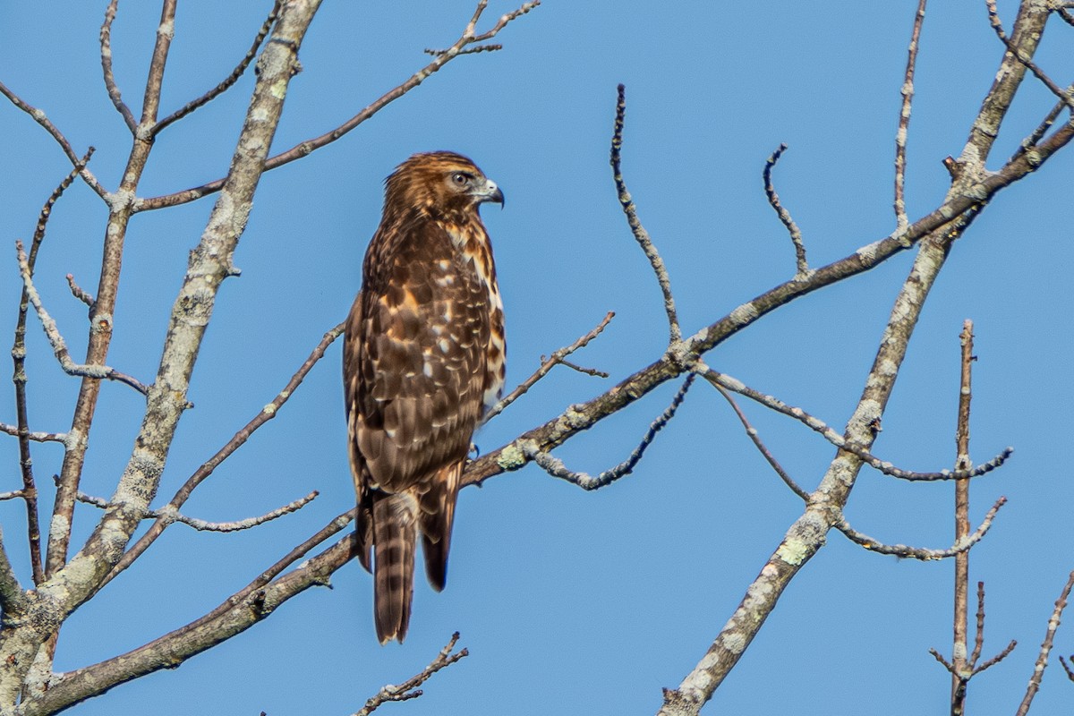 Red-shouldered Hawk - ML622927392