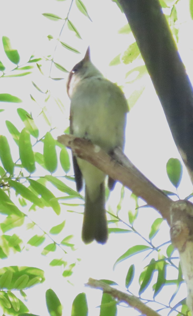 Willow Flycatcher - ML622927407