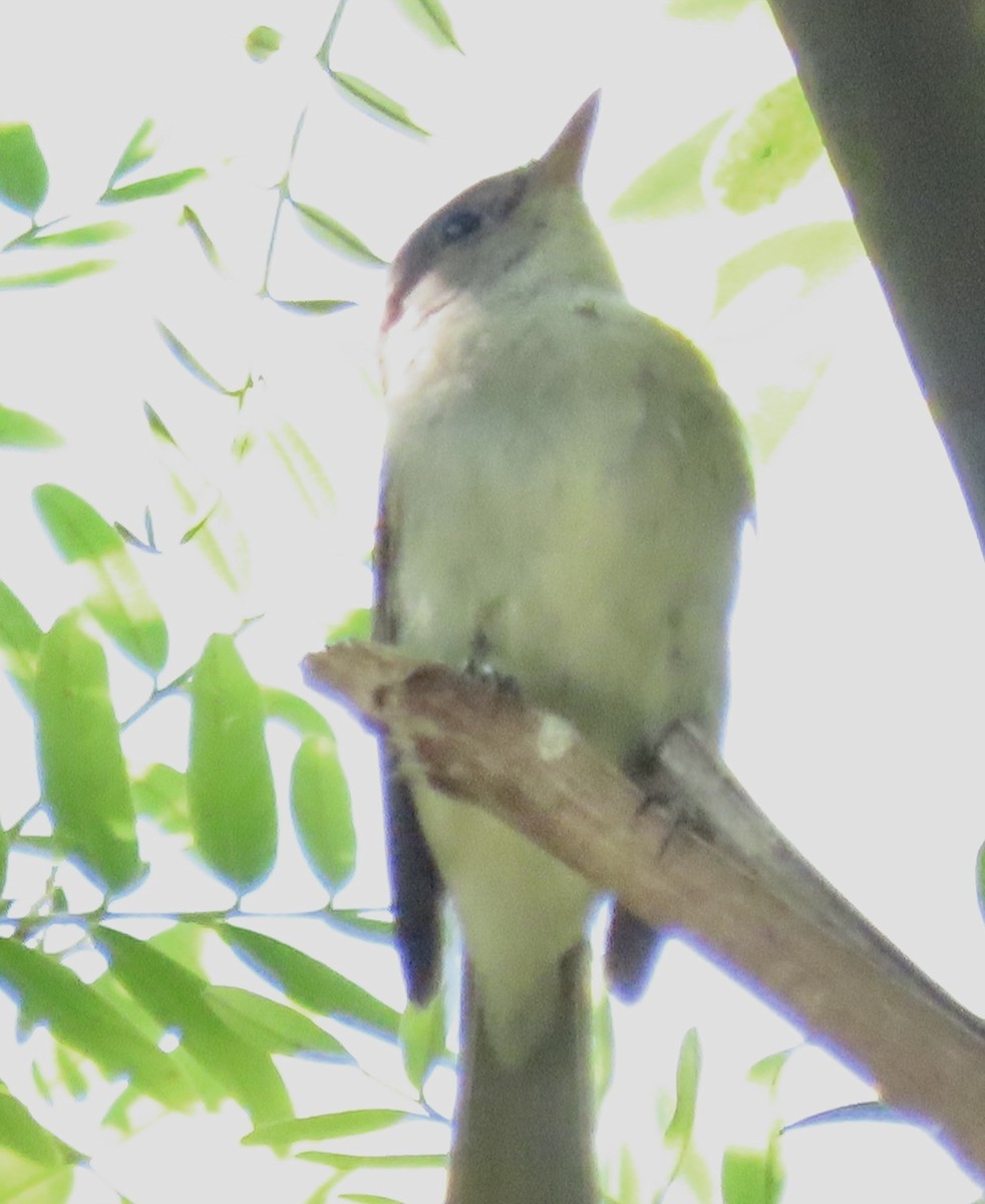 Willow Flycatcher - ML622927408