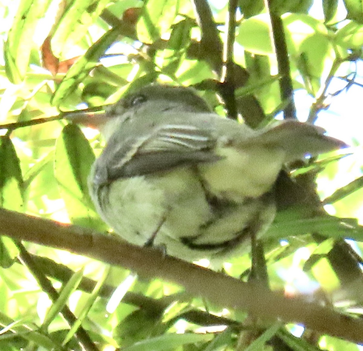 Willow Flycatcher - ML622927409