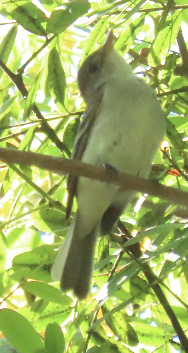 Willow Flycatcher - ML622927410