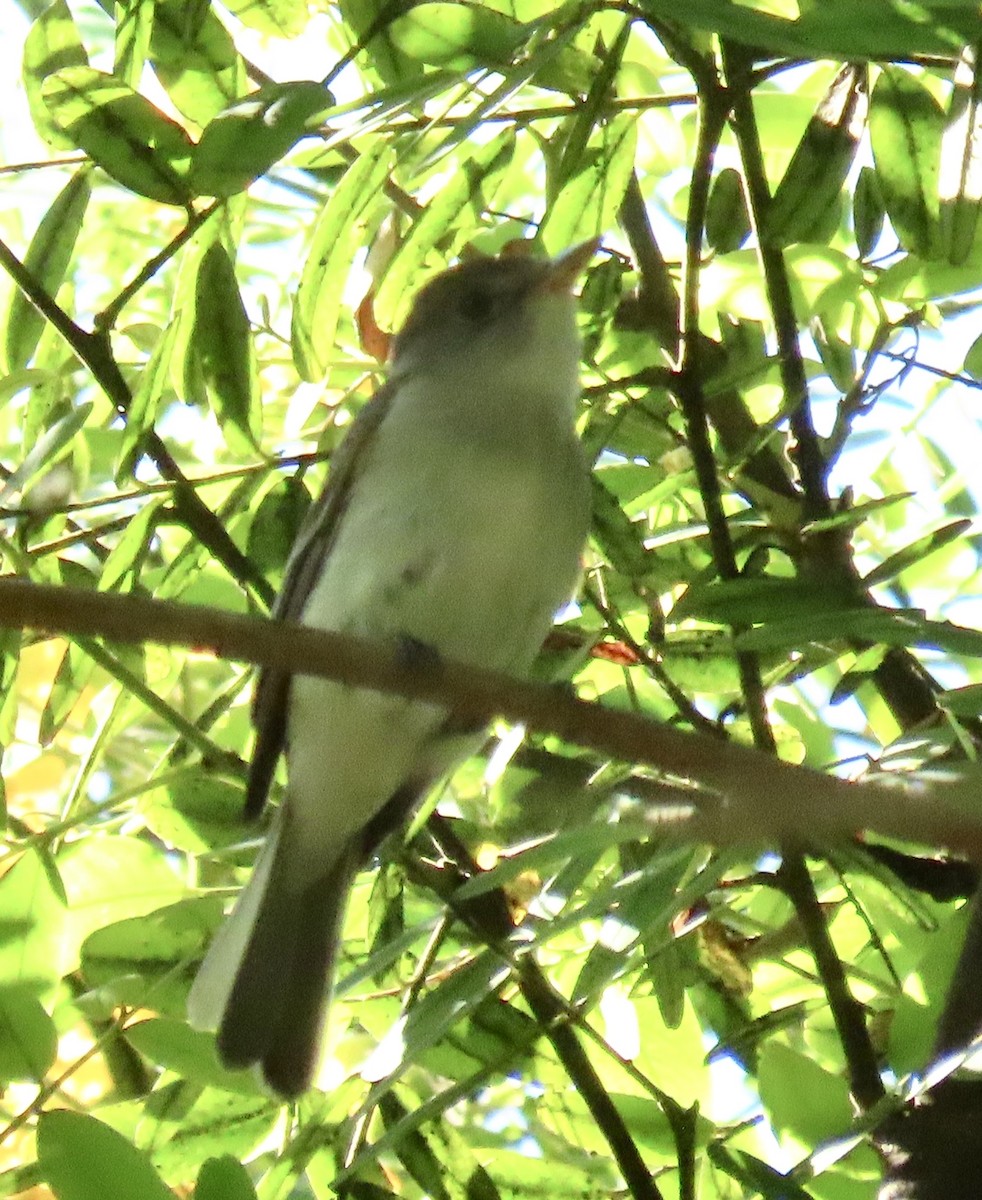 Willow Flycatcher - ML622927411