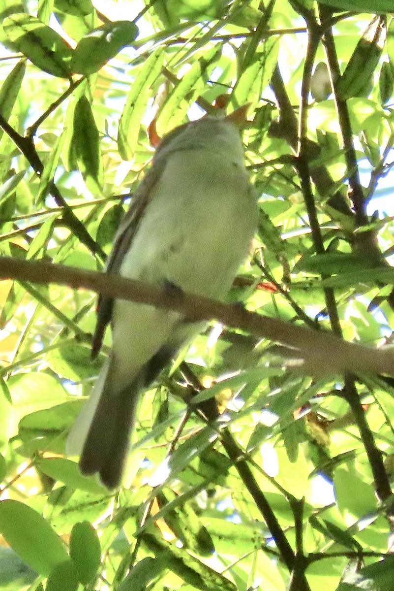 Willow Flycatcher - ML622927412