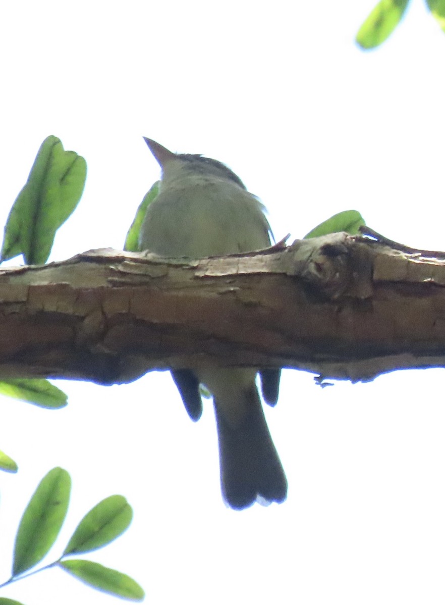 Willow Flycatcher - ML622927413