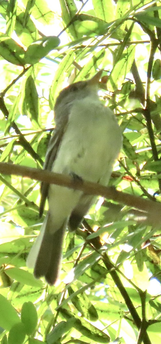 Willow Flycatcher - ML622927414