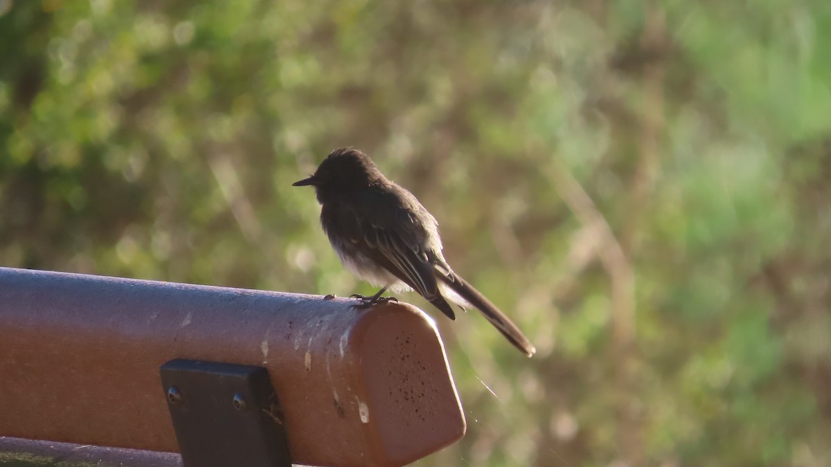 Black Phoebe - ML622927415