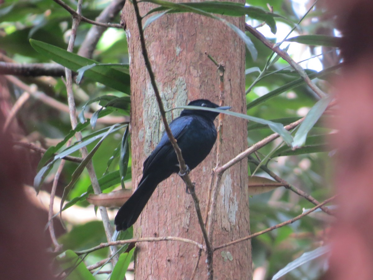 Shining Flycatcher - ML622927456