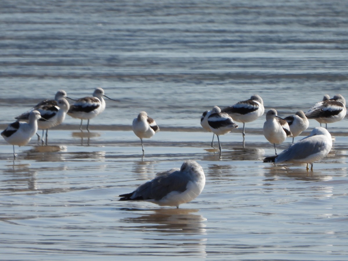 American Avocet - ML622927479