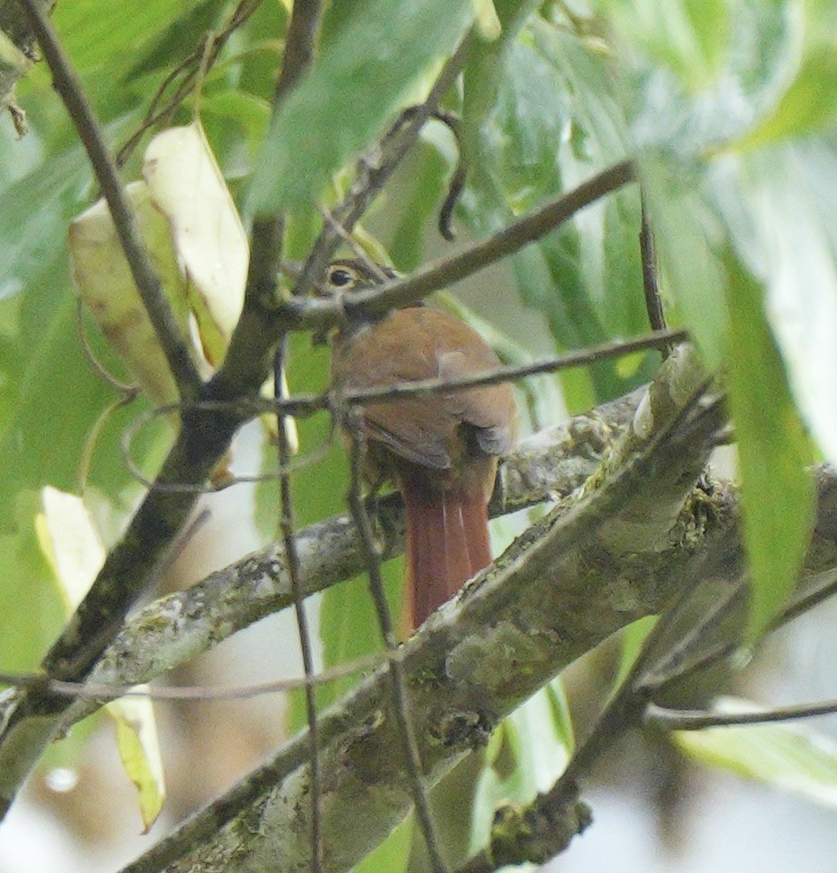 Ochre-throated Foliage-gleaner - ML622927506