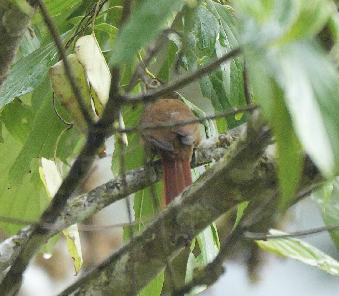 Ochre-throated Foliage-gleaner - ML622927507