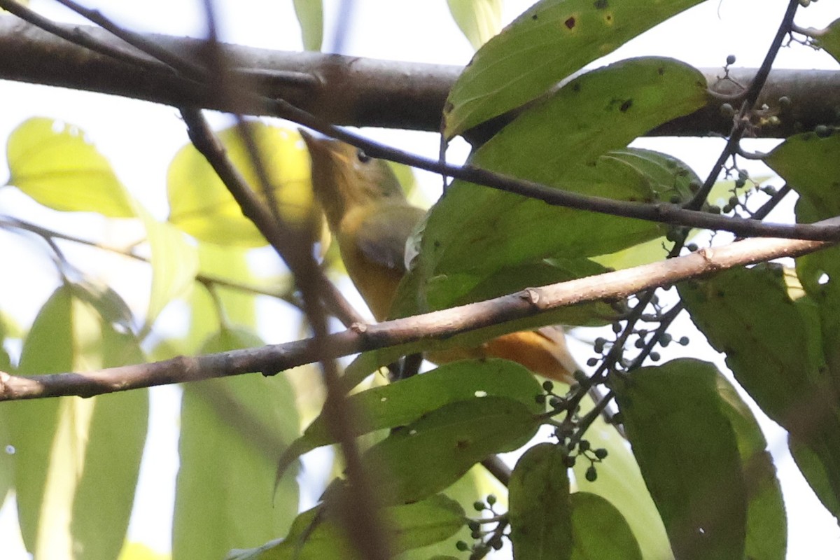 McConnell's Flycatcher - ML622927509