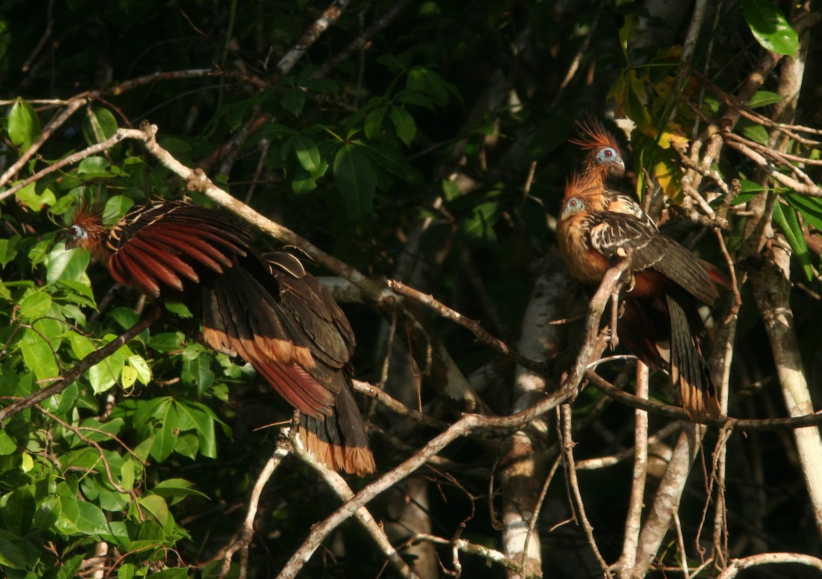 Hoatzin - ML622927536