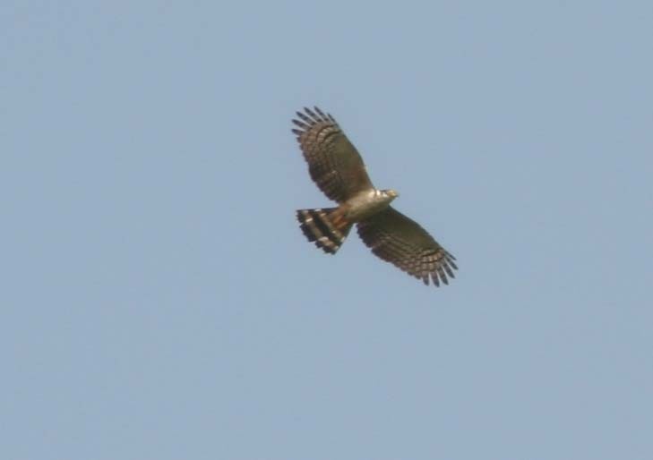 Hook-billed Kite - ML622927555