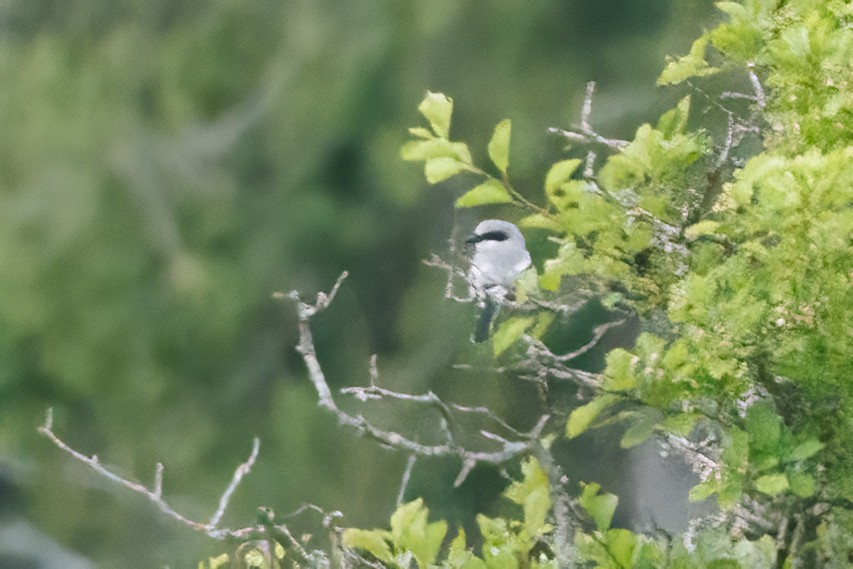 Loggerhead Shrike - Susan Nagy