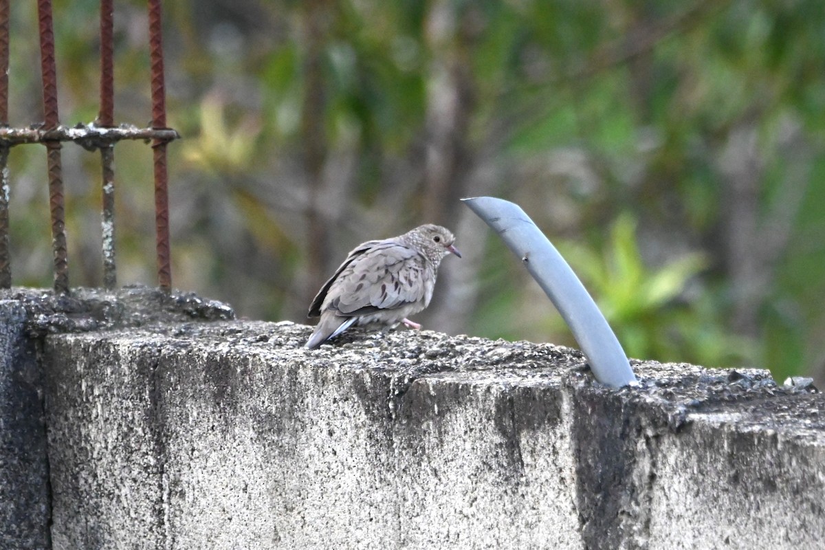 Common Ground Dove - ML622927560