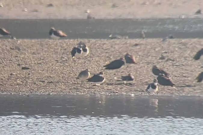 Sociable Lapwing - Sławomir Niedźwiecki