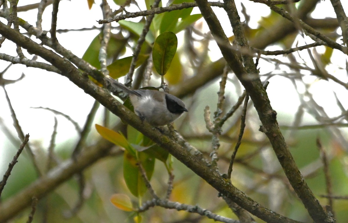 Bushtit - ML622927664