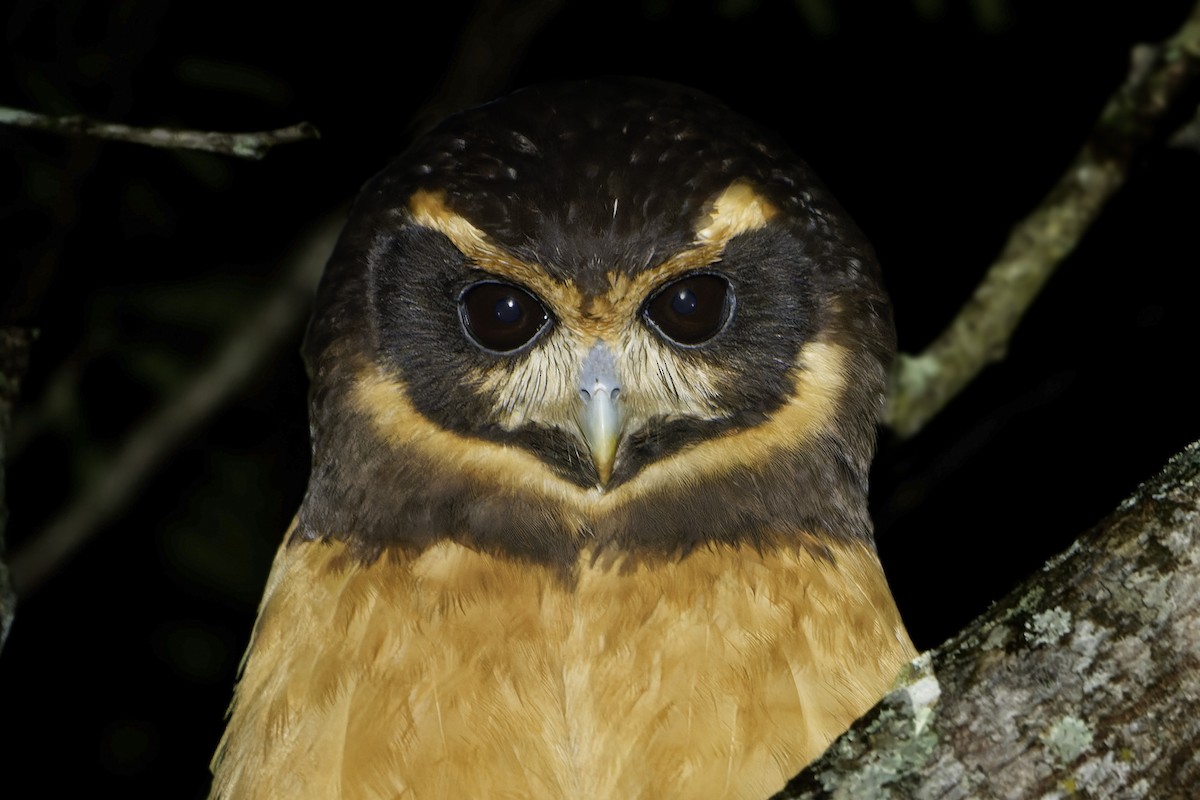 Tawny-browed Owl - ML622927669