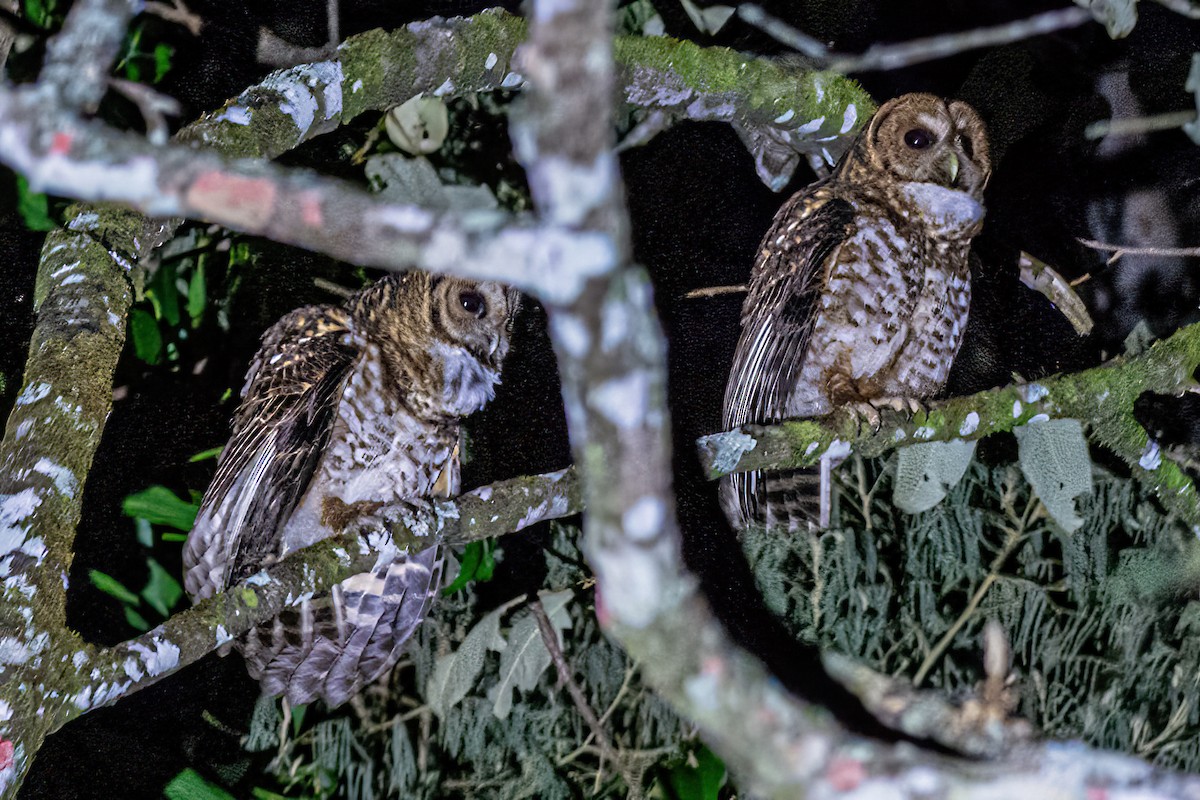 Rusty-barred Owl - ML622927815