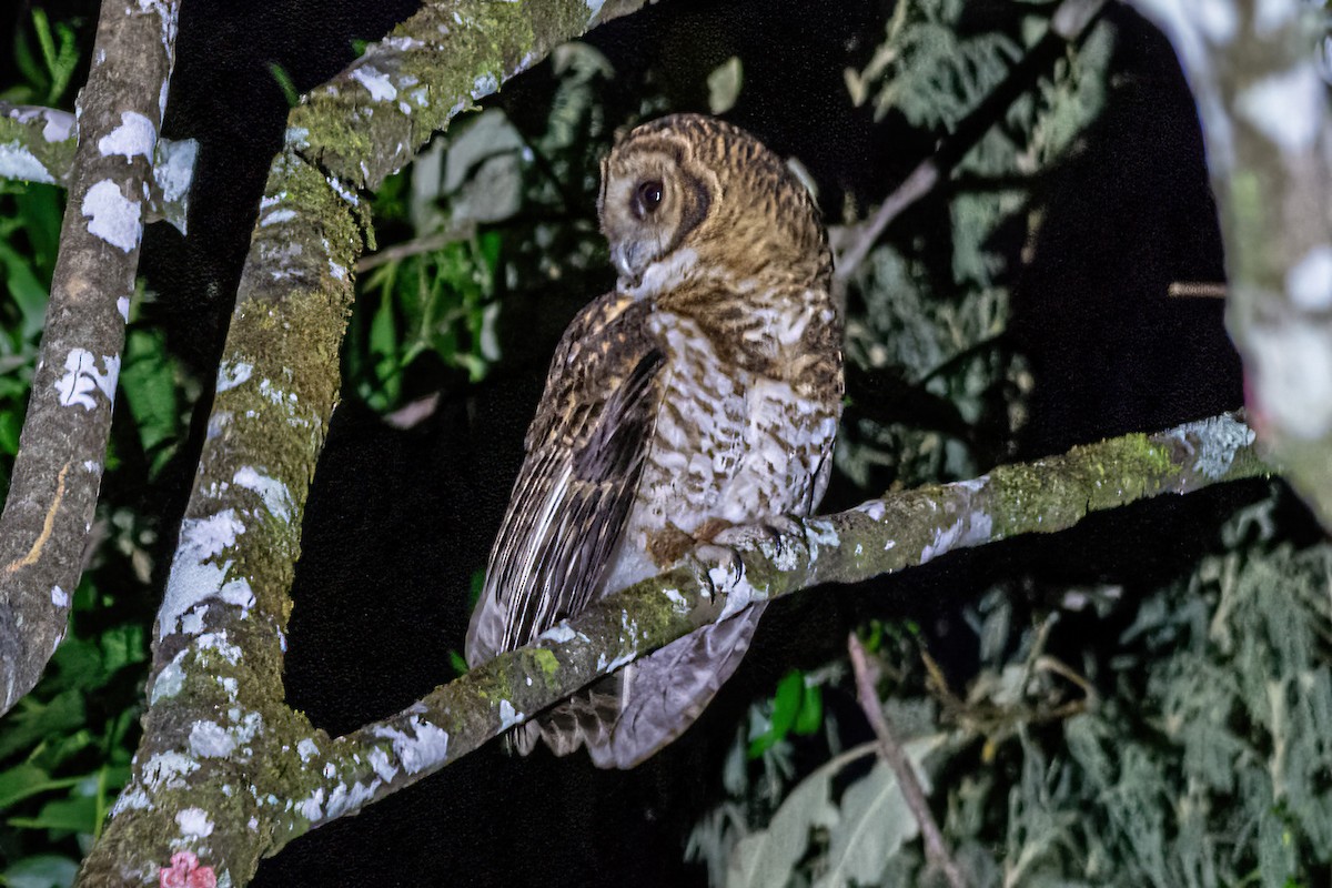 Rusty-barred Owl - ML622927828