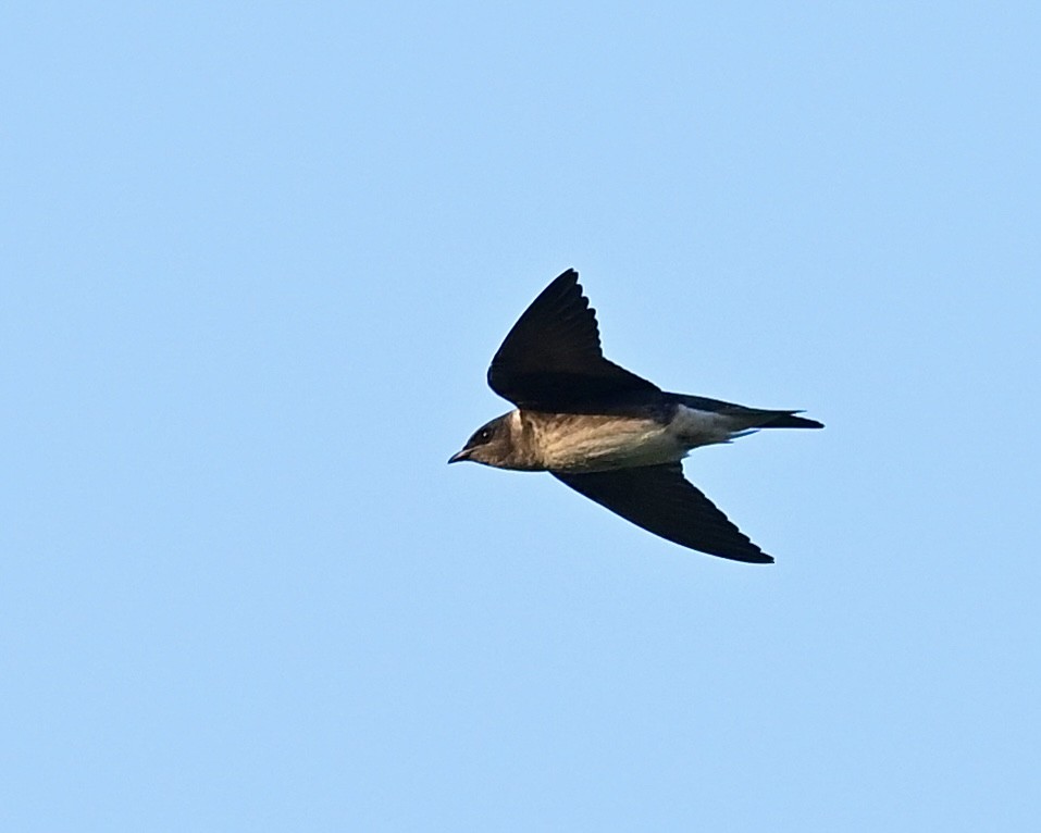 Purple Martin - Joe Wujcik