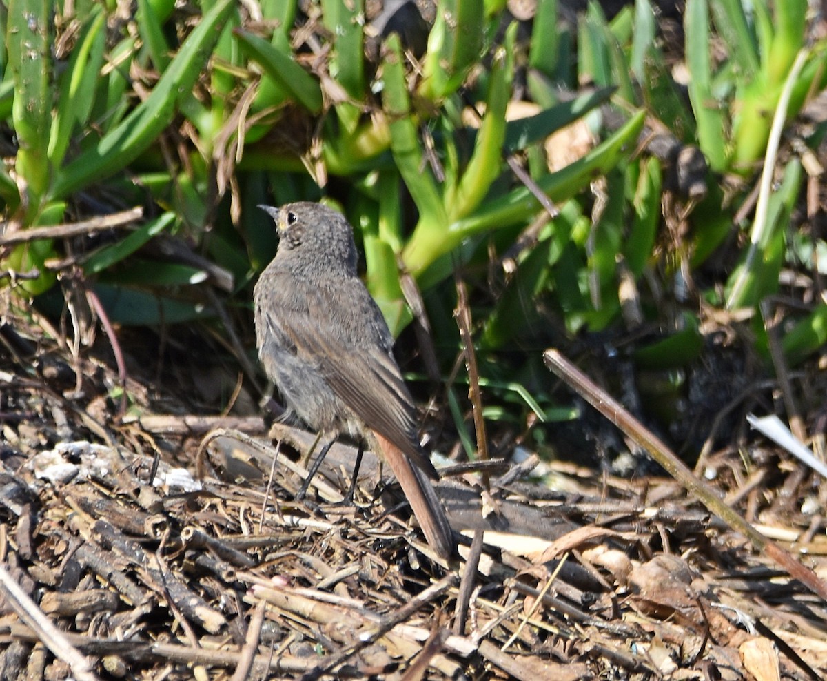 Black Redstart - Joao Freitas