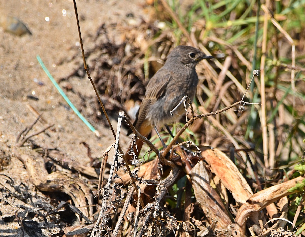 Black Redstart - Joao Freitas