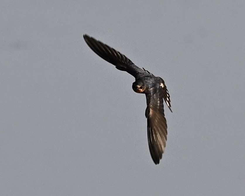 Barn Swallow - Joe Wujcik