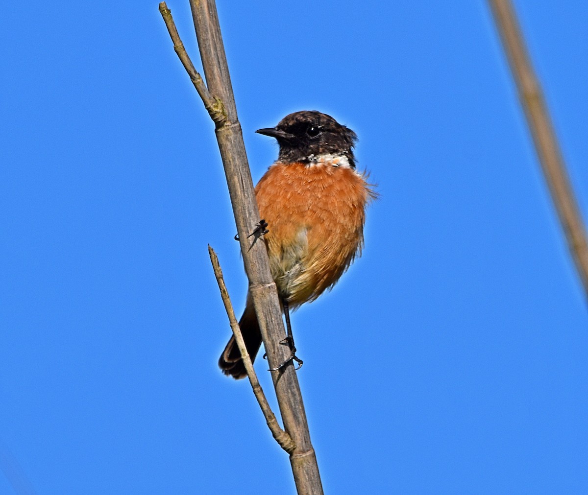 European Stonechat - Joao Freitas