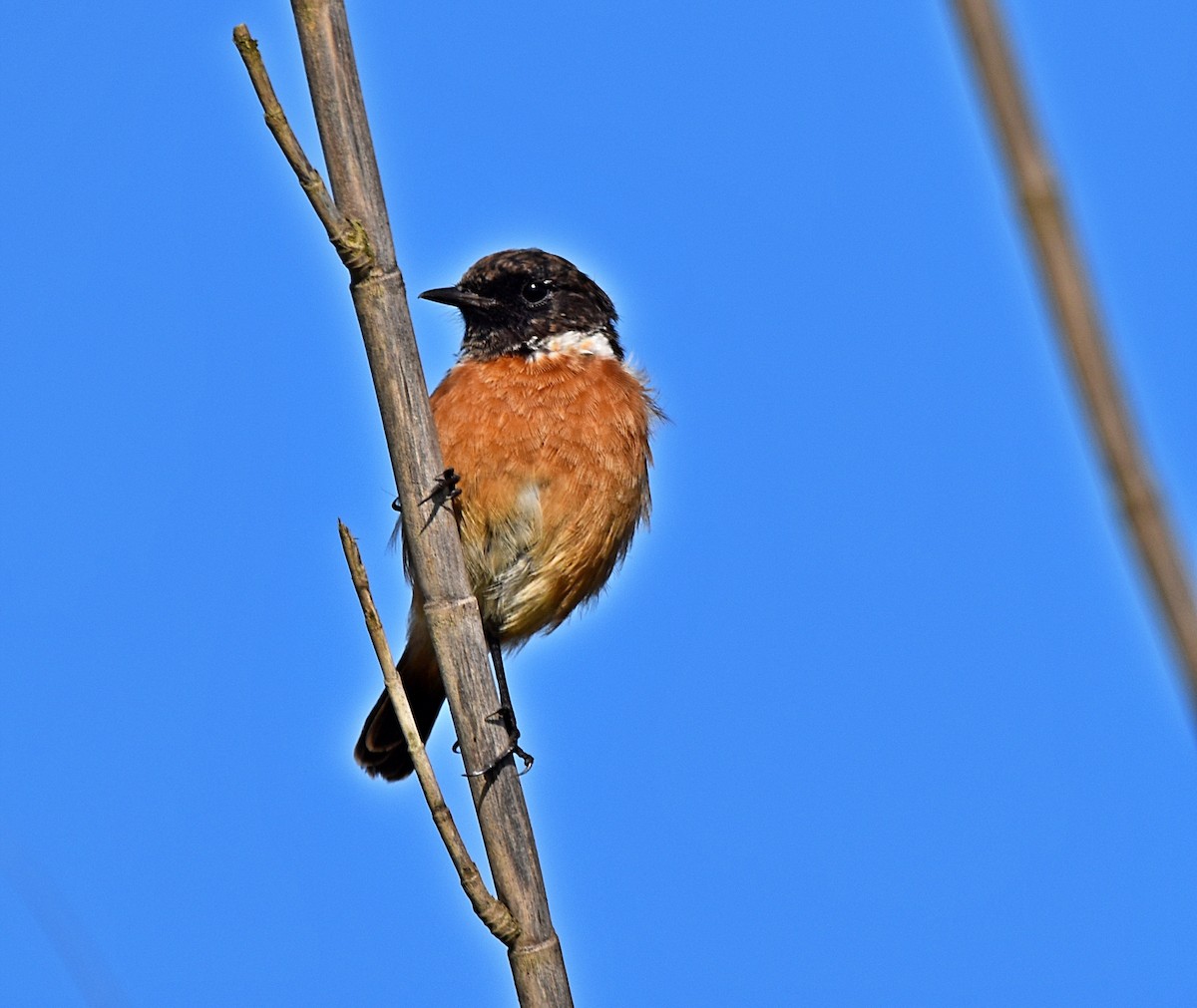 European Stonechat - Joao Freitas