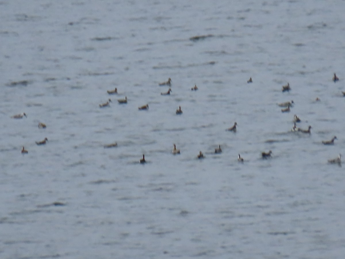 Red-necked Phalarope - Ken W. Brown