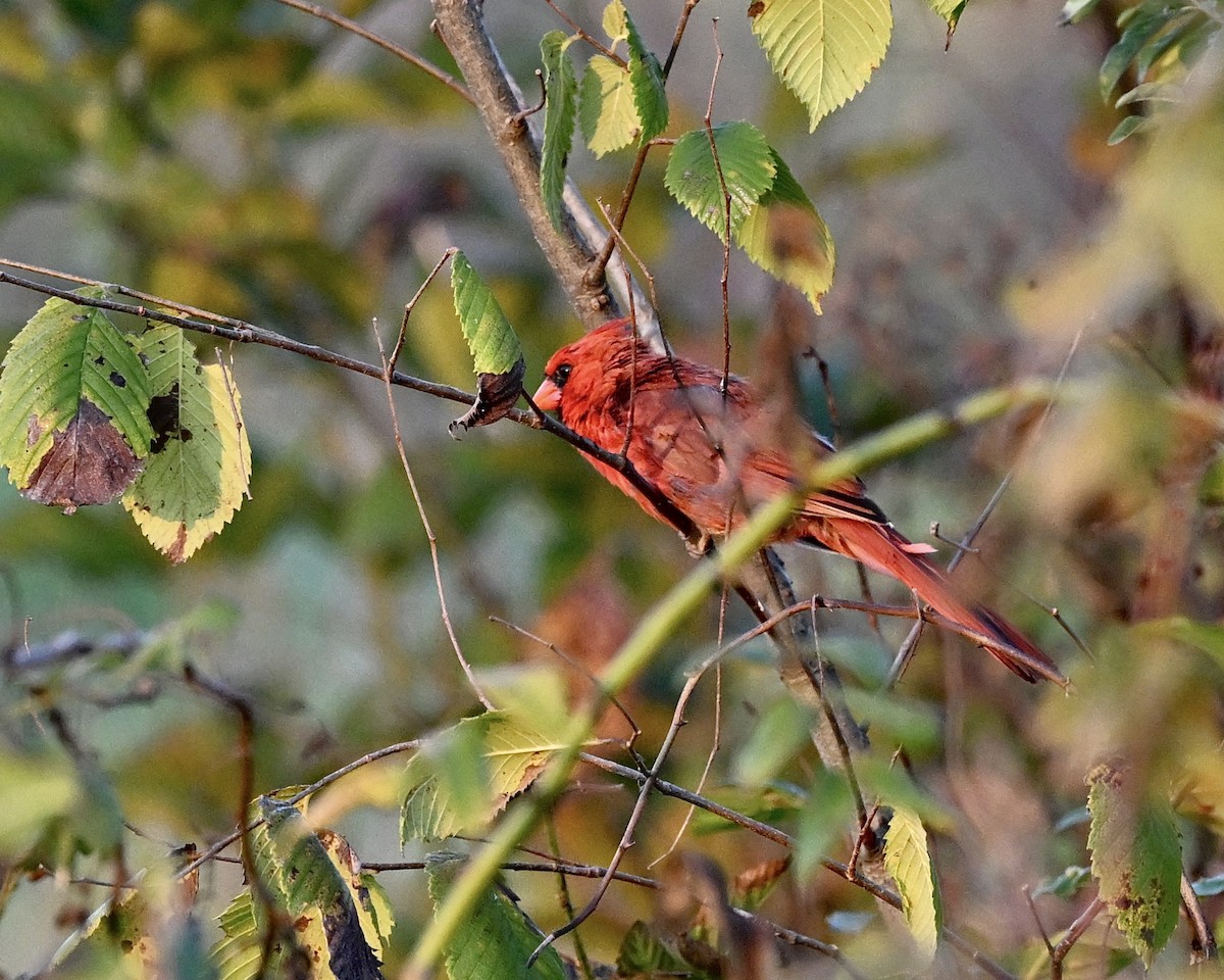 Northern Cardinal - ML622928014