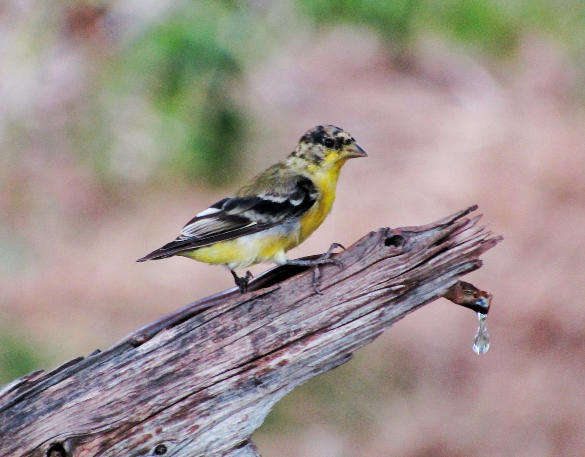 Lesser Goldfinch - ML622928036