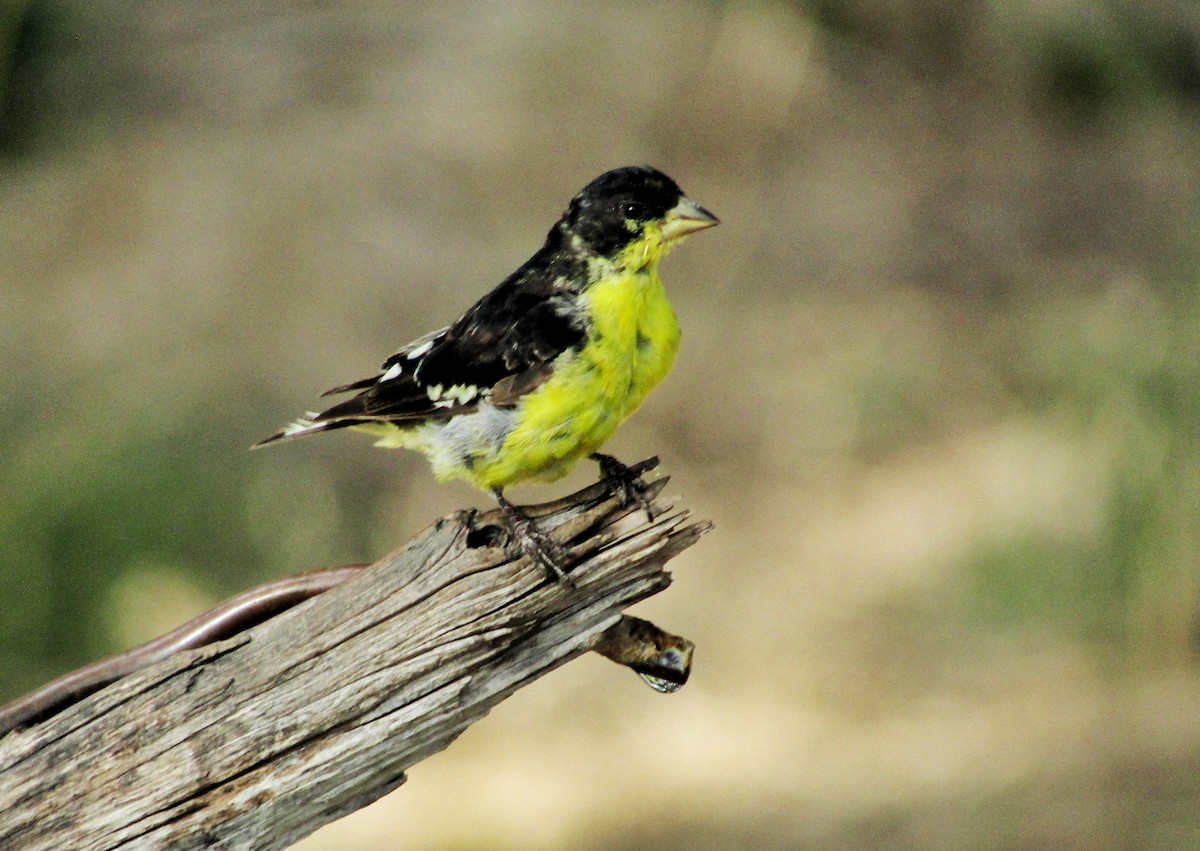 Lesser Goldfinch - ML622928037