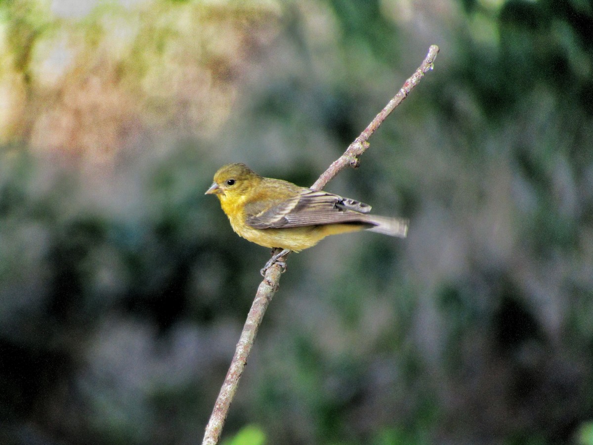 Lesser Goldfinch - ML622928038