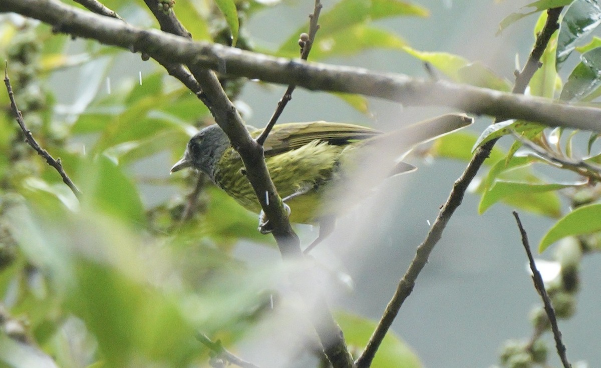 Streak-necked Flycatcher - ML622928042