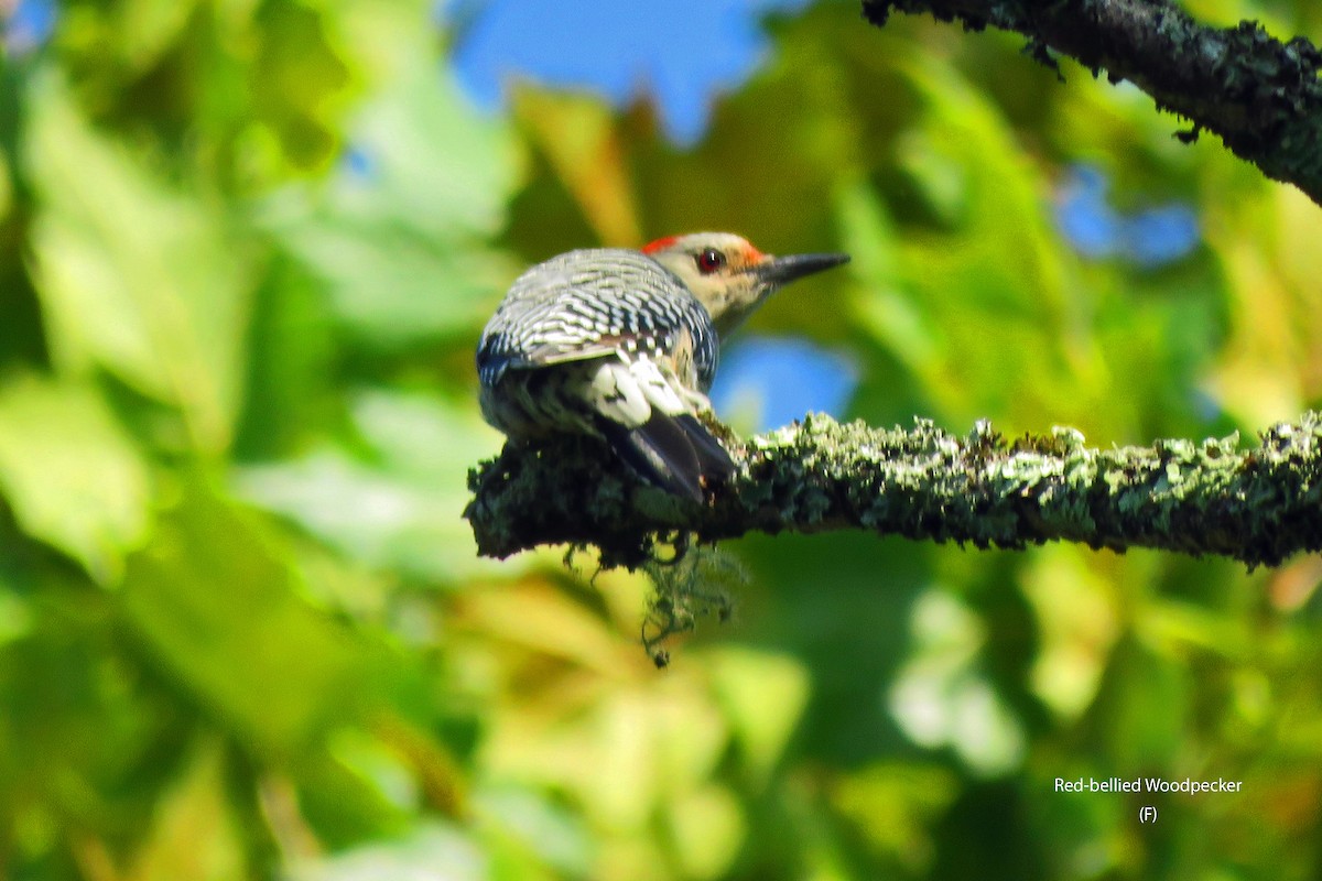 Red-bellied Woodpecker - ML622928047