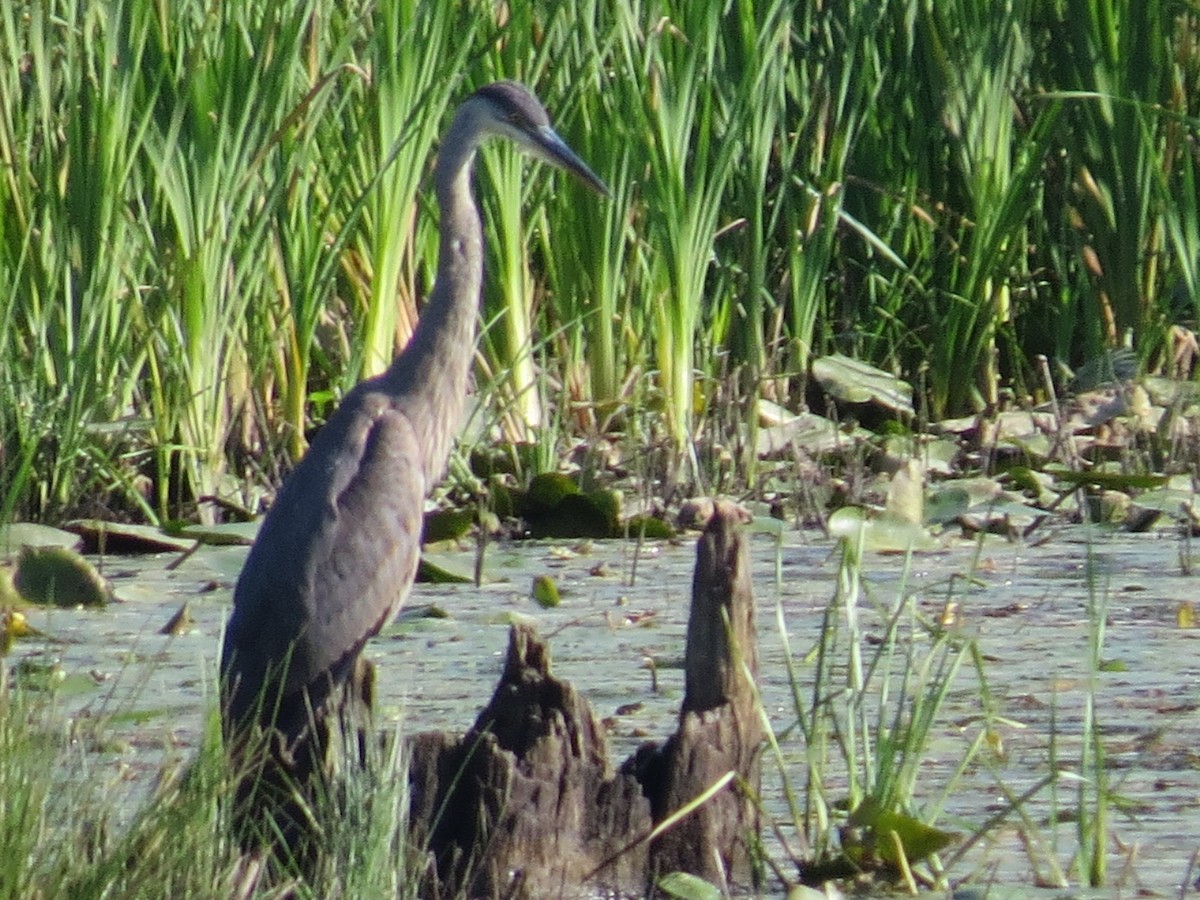 Great Blue Heron - ML622928066